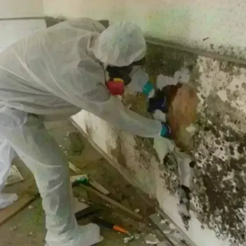 Mold Remediation and Removal in Veneta, OR